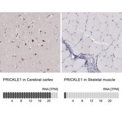 PRICKLE1 Antibody, Novus Biologicals 0.1mL; Unlabeled:Antibodies, Polyclonal